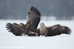 56 Seeadler - Haliaeetus albicilla