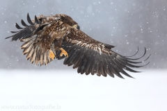 57 Seeadler - Haliaeetus albicilla