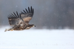 58 Seeadler - Haliaeetus albicilla