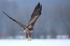 59 Seeadler - Haliaeetus albicilla