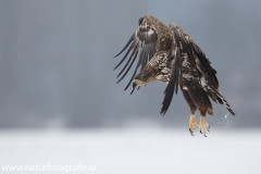 60 Seeadler - Haliaeetus albicilla