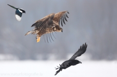 62 Seeadler - Haliaeetus albicilla