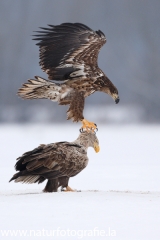 63 Seeadler - Haliaeetus albicilla