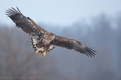 64 Seeadler - Haliaeetus albicilla