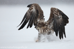 65 Seeadler - Haliaeetus albicilla