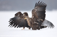 67 Seeadler - Haliaeetus albicilla