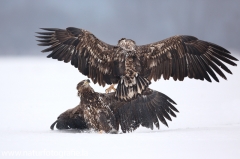 68 Seeadler - Haliaeetus albicilla