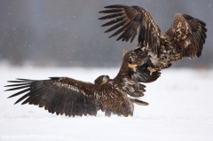 69 Seeadler - Haliaeetus albicilla