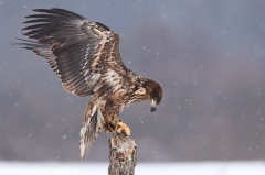 70 Seeadler - Haliaeetus albicilla