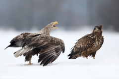 71 Seeadler - Haliaeetus albicilla