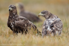 72 Seeadler - Haliaeetus albicilla