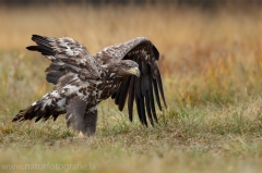 73 Seeadler - Haliaeetus albicilla