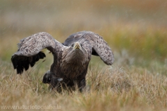 74 Seeadler - Haliaeetus albicilla