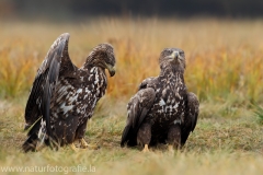 75 Seeadler - Haliaeetus albicilla