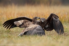 77 Seeadler - Haliaeetus albicilla