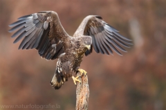 76 Seeadler - Haliaeetus albicilla