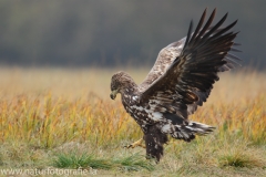 78 Seeadler - Haliaeetus albicilla