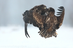 79 Seeadler - Haliaeetus albicilla