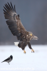 80 Seeadler - Haliaeetus albicilla