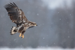 81 Seeadler - Haliaeetus albicilla