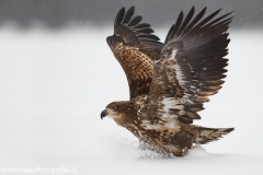 82 Seeadler - Haliaeetus albicilla