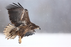 83 Seeadler - Haliaeetus albicilla