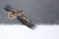 84 Seeadler - Haliaeetus albicilla