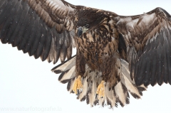 85 Seeadler - Haliaeetus albicilla