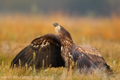 86 Seeadler - Haliaeetus albicilla