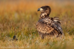 95 Seeadler - Haliaeetus albicilla