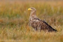 96 Seeadler - Haliaeetus albicilla