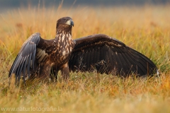 97 Seeadler - Haliaeetus albicilla