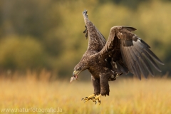 98 Seeadler - Haliaeetus albicilla