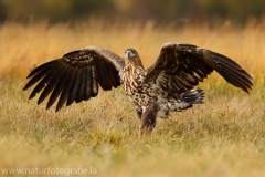 99 Seeadler - Haliaeetus albicilla