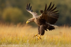 100 Seeadler - Haliaeetus albicilla