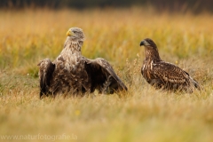 101 Seeadler - Haliaeetus albicilla