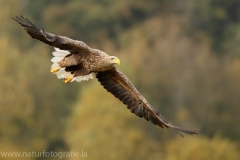 102 Seeadler - Haliaeetus albicilla