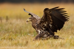 103 Seeadler - Haliaeetus albicilla