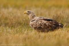 104 Seeadler - Haliaeetus albicilla