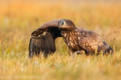 87 Seeadler - Haliaeetus albicilla