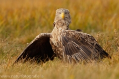 105 Seeadler - Haliaeetus albicilla