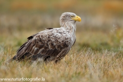 154 Seeadler - Haliaeetus albicilla