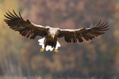 165 Seeadler - Haliaeetus albicilla