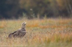 174 Seeadler - Haliaeetus albicilla