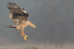 175 Seeadler - Haliaeetus albicilla