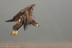 176 Seeadler - Haliaeetus albicilla