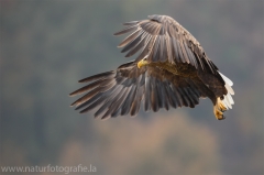 177 Seeadler - Haliaeetus albicilla