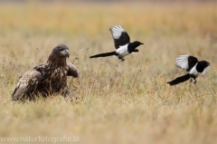 178 Seeadler - Haliaeetus albicilla