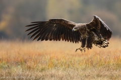 179 Seeadler - Haliaeetus albicilla