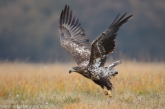 166 Seeadler - Haliaeetus albicilla